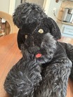 Vintage Steiff Poodle Snobby Black Mohair Collar Lying Down 