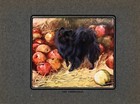 C1920 Antique Pomeranian Print Vernon Stokes Dog Art Illustration 5670a