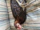 Pure Spangled Bates Hatch Pullet And Stag