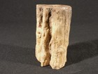Perfect  Bark  191 Million Year Old Polished Petrified Wood Fossil 416gr