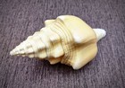 Lamp Shell Chank Seashell Turbinella Angulata  1 Shell 5  Inches 