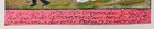 Ex-voto    thanks For Bringing Boyfriend Back To Wedding    Mexican Retablo Tin Folk