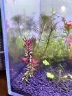 5 Stems Rotala Sp Yarabje  Rare Live Aquarium Red High-tech