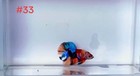 Betta Nemo Multi Male Live Fish High Quality 33