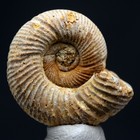 Ammonite Fossil Specimen Whole Fossilized Sea Life Jurassic Natural Madagascar