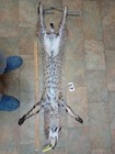 Tanned Bobcat Pelt With Feet  Claws Winter Fur  Good Leather  Nice Color 