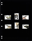  7 25 Scott Value - 1999 Tanzania Wildlife East Africa Elephants Cv Mnh Nh Umm