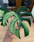 Monstera Jungle Mint Variegated 2 Leaf