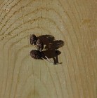 150 Alder Cones  Natural Organic  Cones For Shrimp  Fish Potpourri