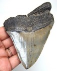 Megalodon Shark Tooth Real Fossil - 3 79    Prehistoric Meg - No Restorations