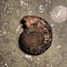 Ammonite Fossil Specimen Iridescent Shell Approx 2 07 In Diameter
