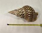 Beautiful Large 10    Long Triton Trumpet Charonia Tritonis Conch Sea Shell