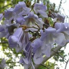 Princess Tree Paulownia Tomentosa 100 200 500 1000 2000 Seeds  promo 