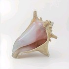 Large Beautiful Pink Queen Conch Shell Seashell Beach House Decor Large 8x6x6 