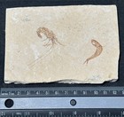 Lebanon Marine Fossil  Carpopenaeus Callirostris   Gaudryella  100 Myo