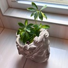 Greek Goddess Bust Concrete Planter Gray Cement Indoor Outdoor Flower Pot 7 Inch
