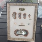Vtg 1970s Japanese Pearl Oyster Specimen Display Frame Cultured Pearl 
