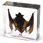 Embedded Specimen  Resin Taxidermy Collection Embedded In Clear Lucite Block