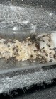Test Tube For Crematogastor Sp