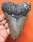 Megalodon Shark Tooth Real Fossil - Huge Shark Teeth - 4 65     No Restorations