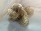 Vintage Steiff Snobby Poodle Dog 5     Mohair Jointed Germany Stuffed Animal