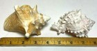 Lot Of 2 Natural Sea Shells Pink Interior Conch   Spiny Shell 4-5  Decor
