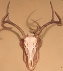 European Deer Skull Mount Plaque Spalted Maple W  Hanger