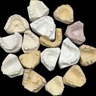 Lot Of 10 Vintage Plaster Dental Mold  Teeth Tooth Mold - Creepy Oddity Oddities