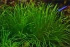 3 Blyxa Japonica Plant  Live Aquarium Plants Beautiful    Free S h Rare  