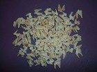 10 Real Animal Bone Coyote Molars  K-9 Teeth Taxidermy Skull Head Skeleton Parts