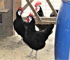 18 Lf White Face Black Spanish Eggs Imported From Spain