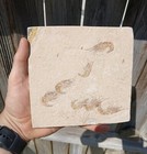 Very Rare 7 Shrimp Mass Mortality Plate From Green River Formation  Wyoming