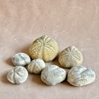 Echinoid Fossil Lot Of 7 - Vintage Mineral Specimen Texas Usa - 14 5 Oz