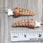 Large Rattlesnake Rattle Earrings   25468