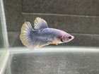 Live Betta Fish - Mascot Yellow Mustard - Male Y001