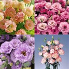 100pcs Mixed Eustoma Grandiflorum Bulbs Outdoor Flower Seeds Garden Decor Plant