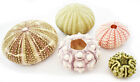 Sea Urchin Sampler  Alfonso  Sputnik  Pink  Green And Mini Sea Urchins - 5 Pc 