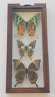 3 Real Butterflies Framed Special Collection Mounted Double Glass 4 5 x10 5