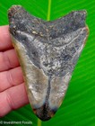 Megalodon Shark Tooth Real Fossil 3 95    No Restorations Sharks Teeth