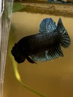 Betta Super Plakat Fighter