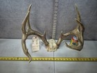 Huge Wild 11 Point 149-3 Whitetail Deer Rack Decor Man Cave Taxidermy Buck Cabin