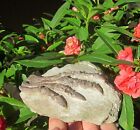 Mesozoic Cretaceous Predentata Jeholbiota Dinosaurpaw Psittacosaurus Claw Fossil