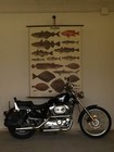 Sea Fish Salmon Cod Herring Ling  1935 School Wall Chart Poster 120x163cm