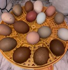 12 Rainbow Chicken Hatching Eggs  Olive Egger  Multi Gen  Backcross  Speckled
