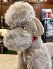 Vintage 1950s Steiff Poodle Snobby Gray Mohair Jointed 13    Glass Eyes Clean