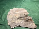 Museum Quality Partial Dinosaur Footprint Track Fossil Grallator 200myo Ma
