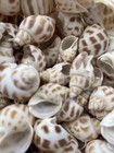 50 Beautiful Babylonia Areolata Shells 1 - 1 1 2  Beach Craft Decor Coastal