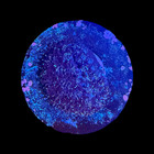 Ecc Wysiwyg  yellow Passion  Galaxea Live Coral Frag - Free Combined Shipping