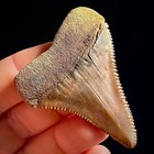 Great White Shark Tooth 2 19  Megalodon Teeth Era Fossil Unrestored