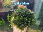 Spiky Moss- Live Aquatic Plants - Carpeting Shrimp Tank Fish Tank Moss Plants